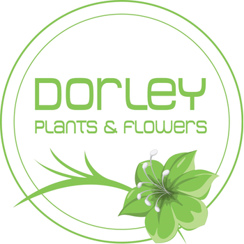Dorley Plants & Flowers Laarne